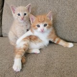 Entry image for Chester and Theodore