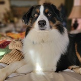 Entry image for Bear Bear