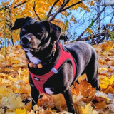 Entry image for LUCKY