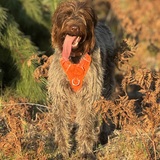 Entry image for Greta