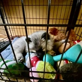 Entry image for Groot