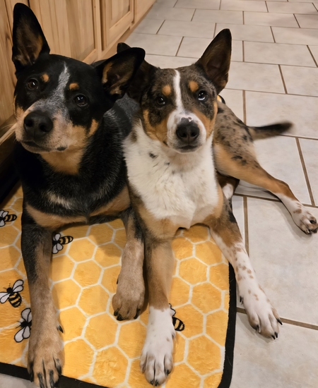 Entry image for Quinn & Atlas. Clicking this image will show a larger photo