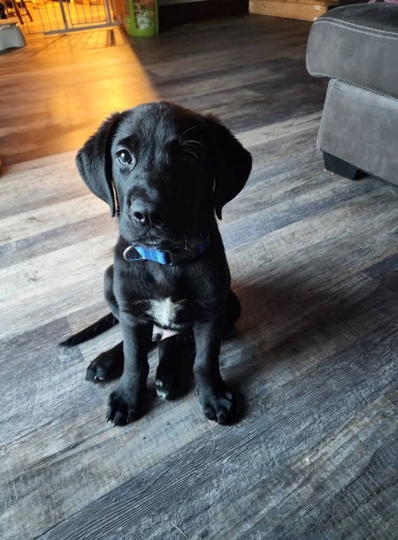 Alfred