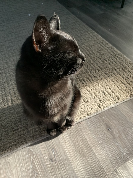 Entry image for Sassy. Clicking this image will show a larger photo