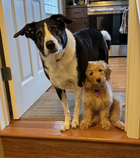 Entry image for Mollie & Skye. Clicking this image will show a larger photo