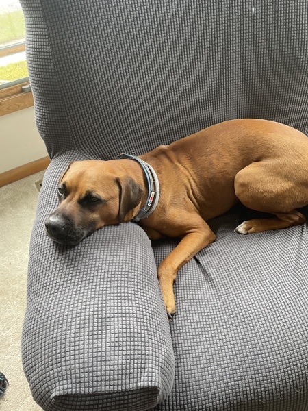 Entry image for Paxton. Clicking this image will show a larger photo