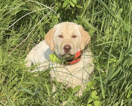 Entry image for Oak. Clicking this image will show a larger photo