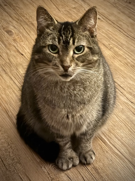 Entry image for Hemilia  “Hemi”. Clicking this image will show a larger photo