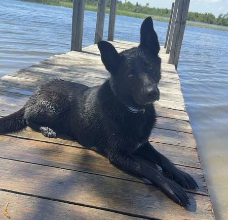 Entry image for Duke. Clicking this image will show a larger photo