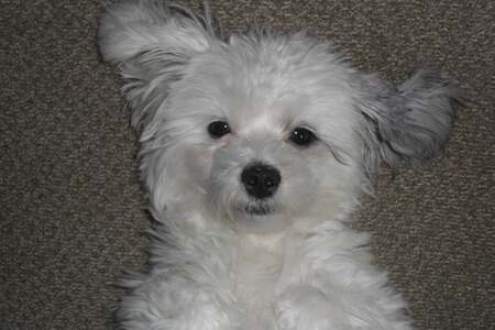 Entry image for Mazzy. Clicking this image will show a larger photo