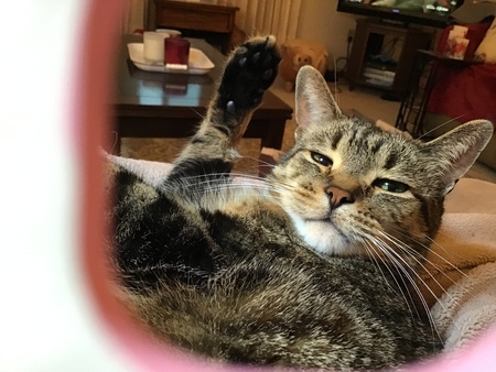 Entry image for Tigger. Clicking this image will show a larger photo