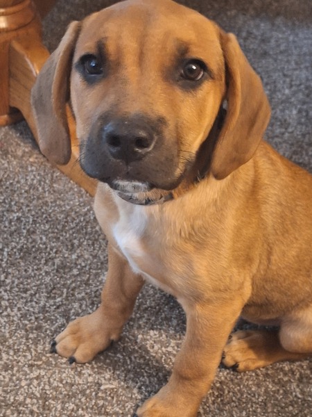 Entry image for Benny. Clicking this image will show a larger photo