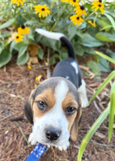 Entry image for Miles . Clicking this image will show a larger photo