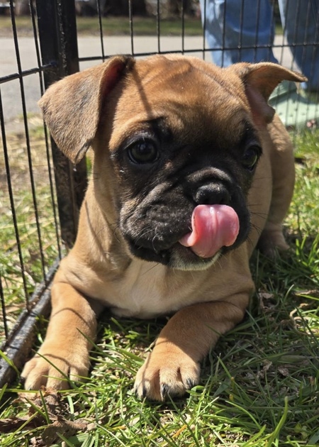 Entry image for Luna . Clicking this image will show a larger photo