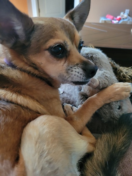 Entry image for Lou Lou . Clicking this image will show a larger photo