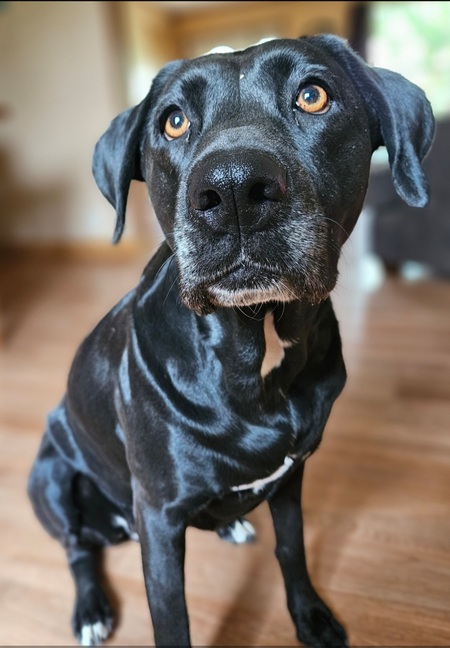 Entry image for Stella. Clicking this image will show a larger photo