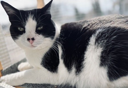 Entry image for Marcel. Clicking this image will show a larger photo