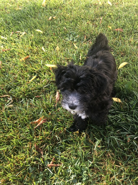 Entry image for Oreo. Clicking this image will show a larger photo