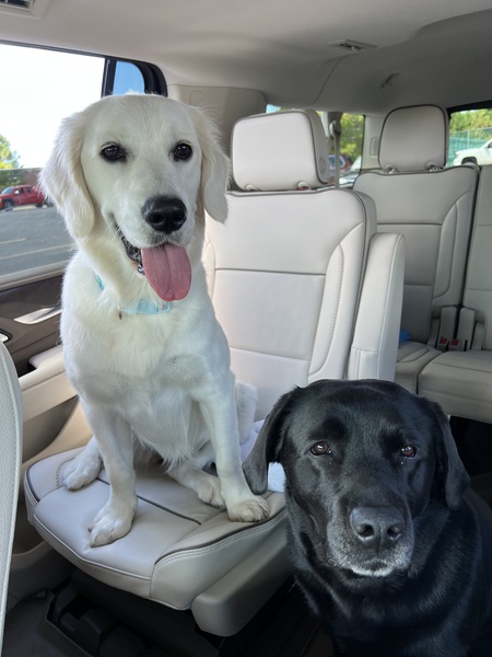 Entry image for Denali and Sage . Clicking this image will show a larger photo