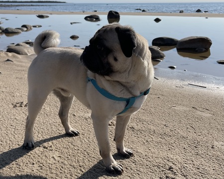 Entry image for Buddy. Clicking this image will show a larger photo