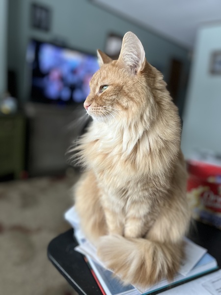 Entry image for Clementine . Clicking this image will show a larger photo