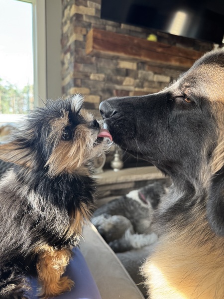 Entry image for Pixie and Ruby . Clicking this image will show a larger photo