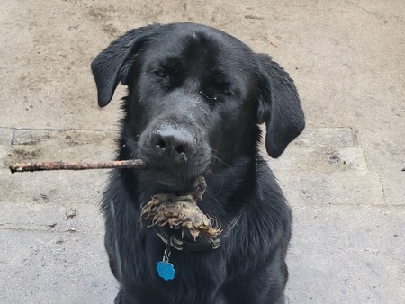 Entry image for Yami. Clicking this image will show a larger photo