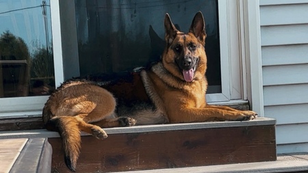 Entry image for Indy. Clicking this image will show a larger photo