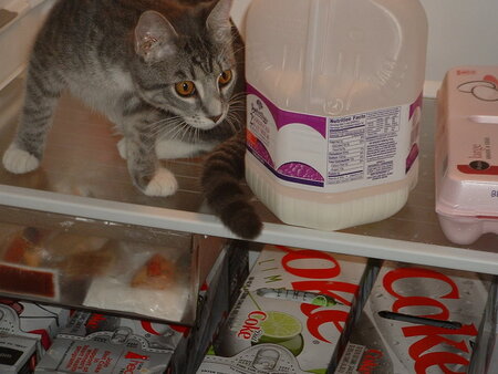 Entry image for MAX. Clicking this image will show a larger photo