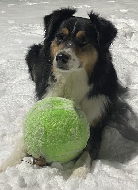 Entry image for Ace. Clicking this image will show a larger photo