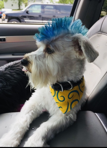 Entry image for Spartacus. Clicking this image will show a larger photo