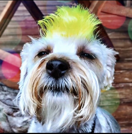 Entry image for Spartacus. Clicking this image will show a larger photo