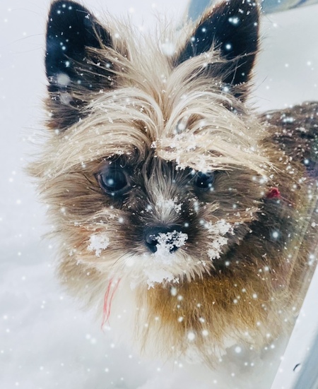 Entry image for Puck. Clicking this image will show a larger photo