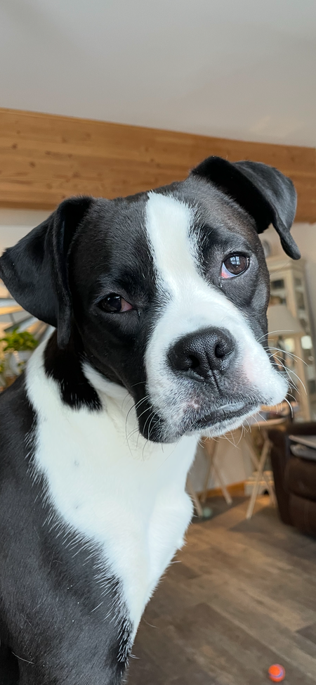 Entry image for Sully. Clicking this image will show a larger photo