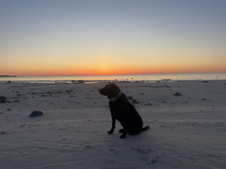 Entry image for Loki. Clicking this image will show a larger photo