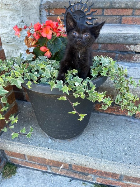 Entry image for Freddy Marie. Clicking this image will show a larger photo