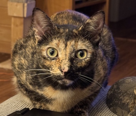 Entry image for Arrow. Clicking this image will show a larger photo