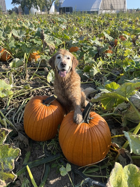 Entry image for Luna. Clicking this image will show a larger photo