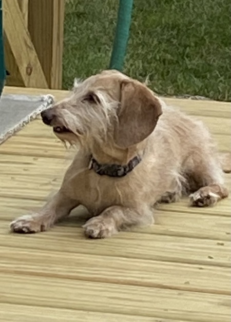 Entry image for Sofie. Clicking this image will show a larger photo