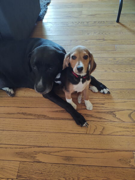 Entry image for Loki and Bo . Clicking this image will show a larger photo