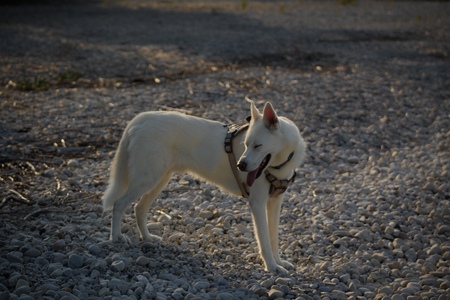 Entry image for Juno . Clicking this image will show a larger photo