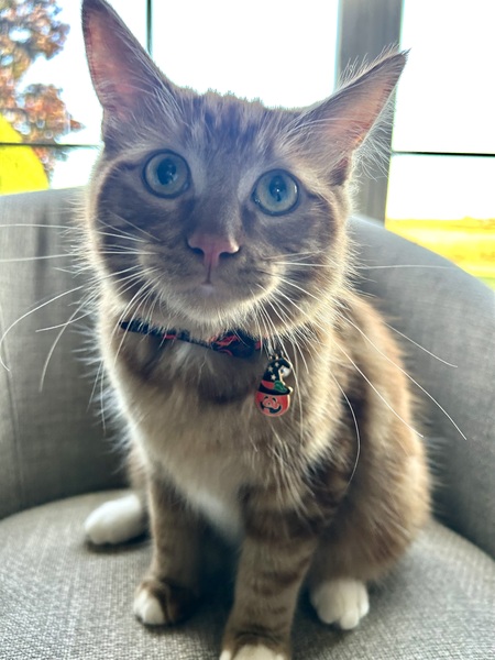 Entry image for Apollo . Clicking this image will show a larger photo