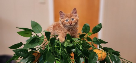 Entry image for Mango. Clicking this image will show a larger photo