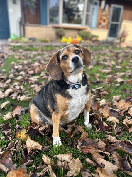 Entry image for Sophie. Clicking this image will show a larger photo