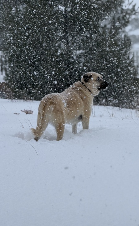 Entry image for Beau. Clicking this image will show a larger photo