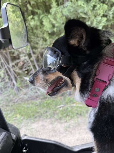 Entry image for Daisy. Clicking this image will show a larger photo