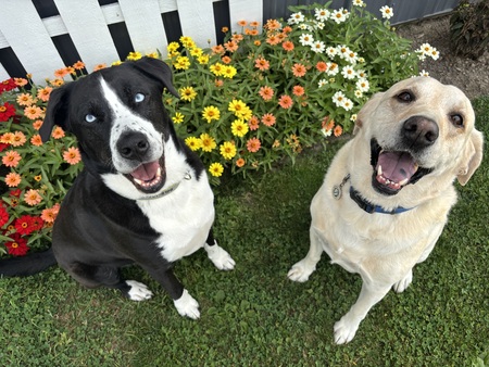 Entry image for Watson & Loki. Clicking this image will show a larger photo