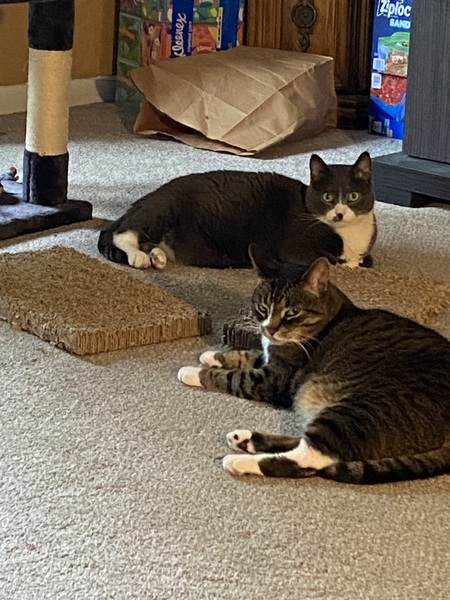 Entry image for Walter & Peanut. Clicking this image will show a larger photo