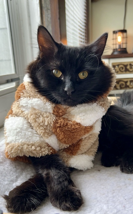 Entry image for Boo. Clicking this image will show a larger photo