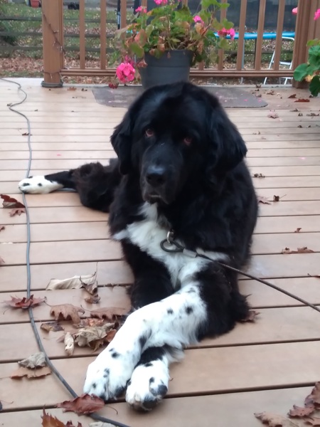 Entry image for Leia. Clicking this image will show a larger photo